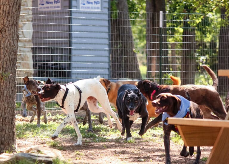 15 Awesome Dog Parks in Austin, Texas to Enjoy with Your Pooch