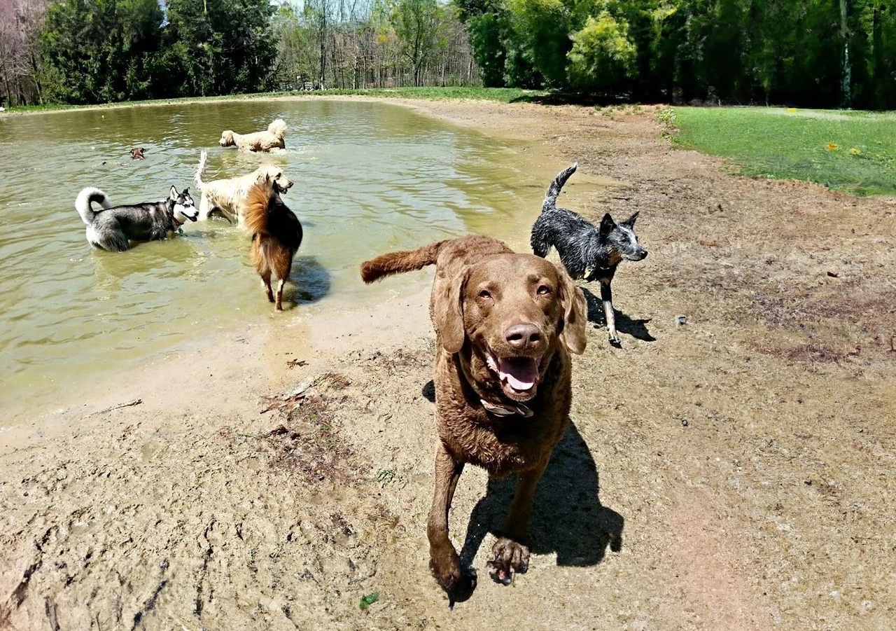 15 Top-Notch Dog Parks in Grand Rapids, Michigan