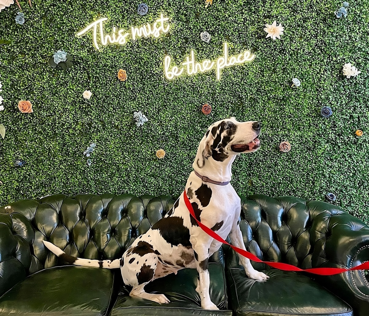 The Best 15 Popular DogFriendly Parks in Greenville, South Carolina