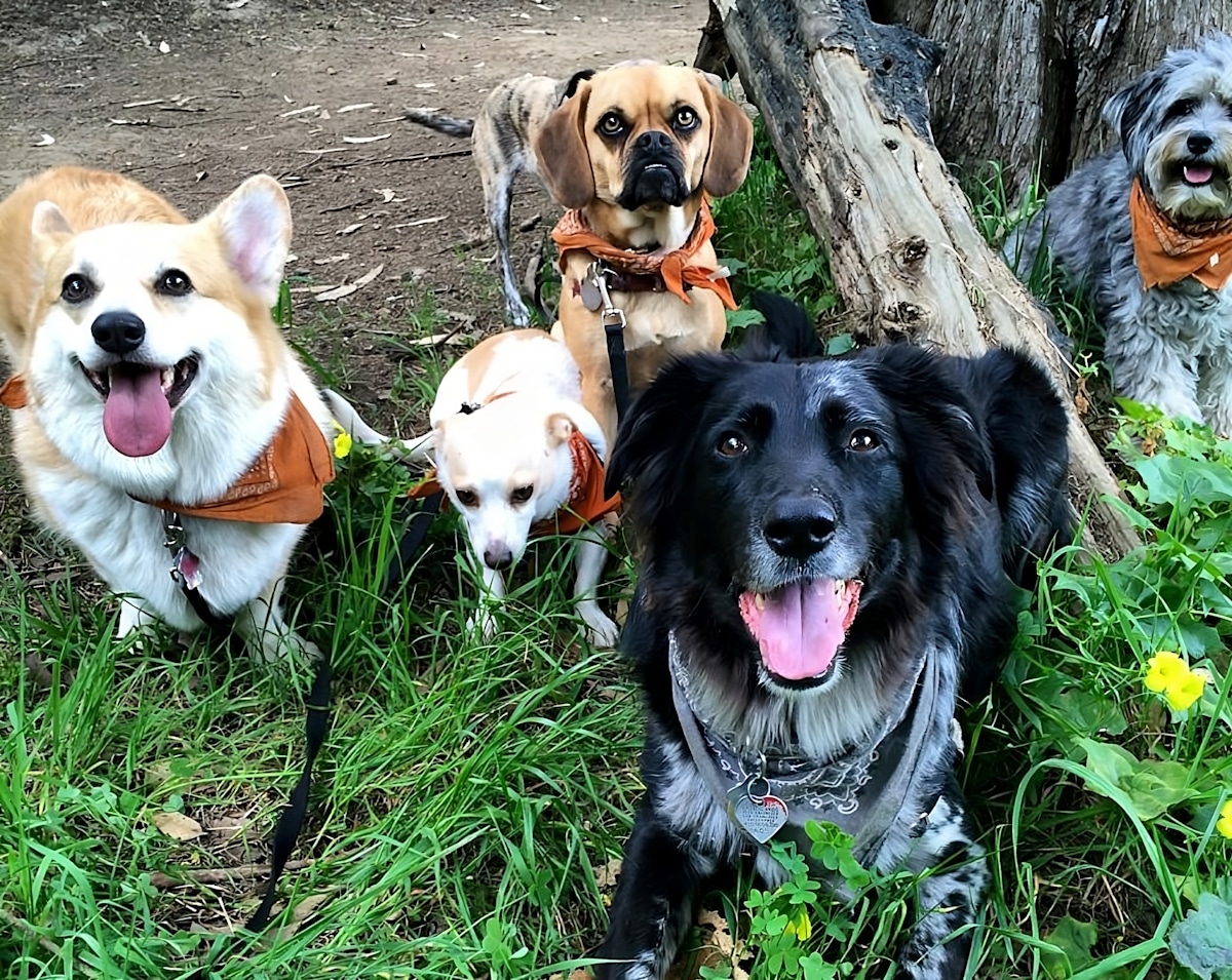 Our 16 Favorite DogFriendly Parks in San Francisco, California