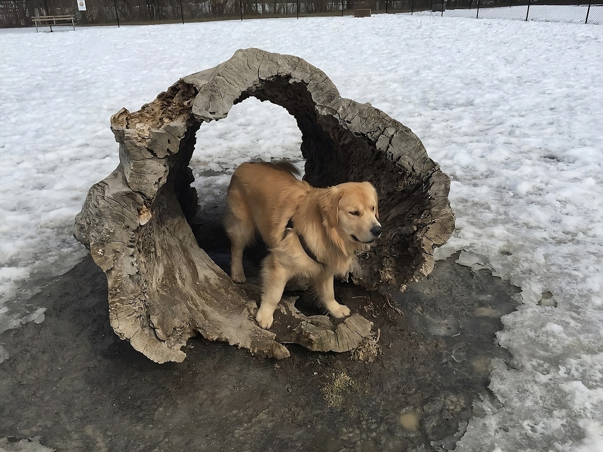 The Best 15 Dog Friendly Parks in Rochester, New York, to Visit with