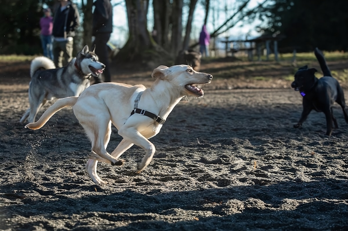 The Best 15 Dog Friendly Parks in Marysville, Washington