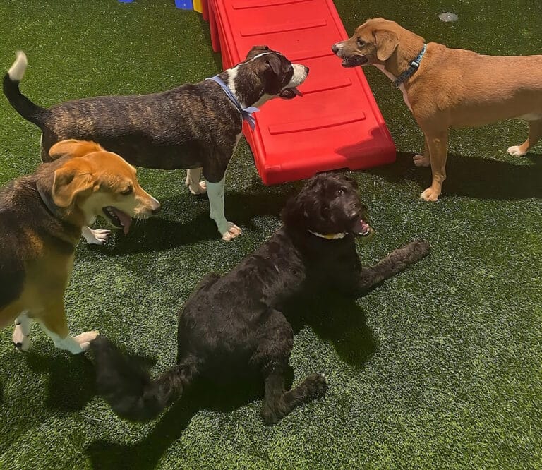 The Best 15 Dog Parks in Raleigh, North Carolina