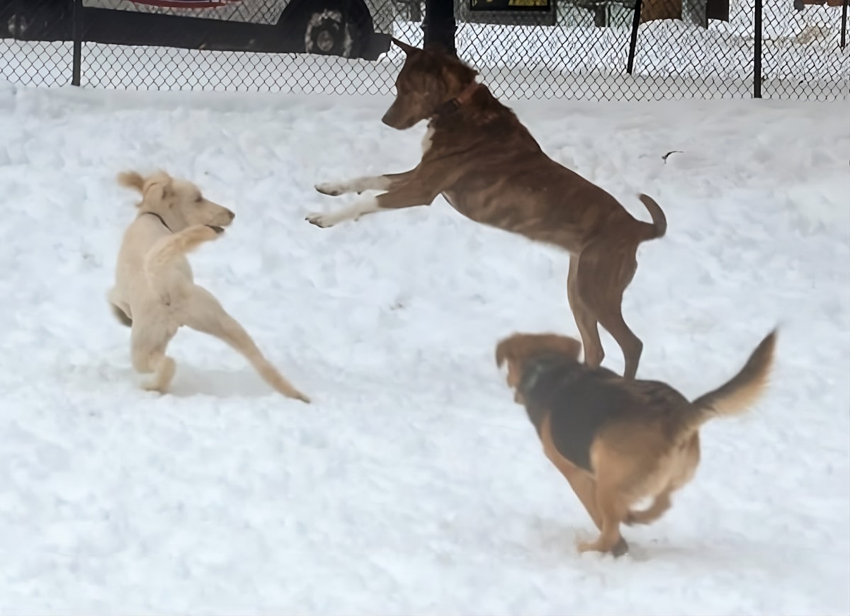 15 Awesome Dog Friendly Parks to Visit in Washington, District of