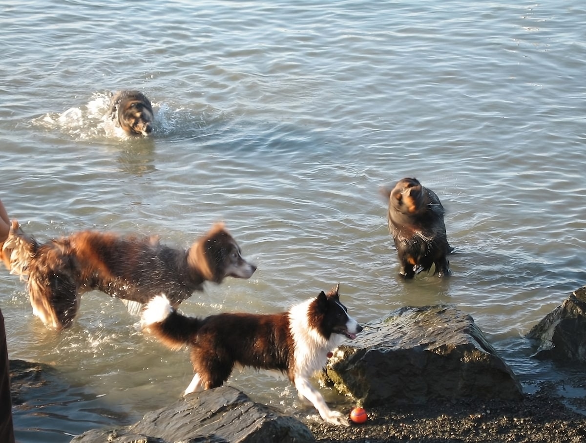 Top 15 Dog Friendly Parks in Berkeley, California