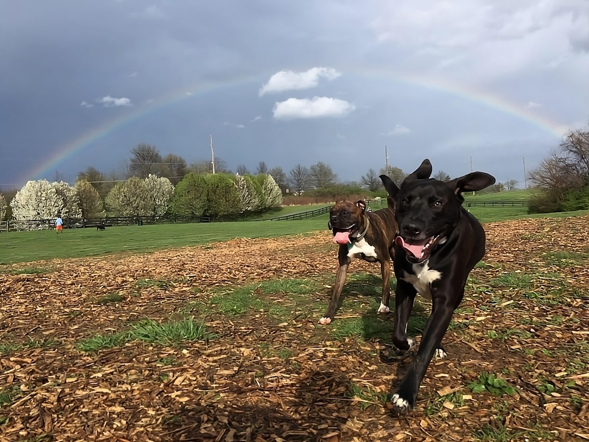 15 Top Dog Friendly Parks in Lexington, Kentucky, to Visit with Your Pup
