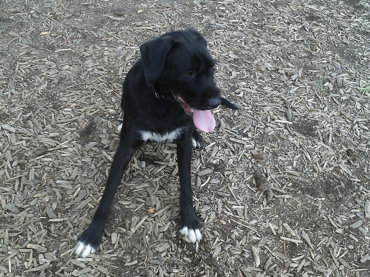 15 of the Best DogFriendly Parks in Spokane, Washington