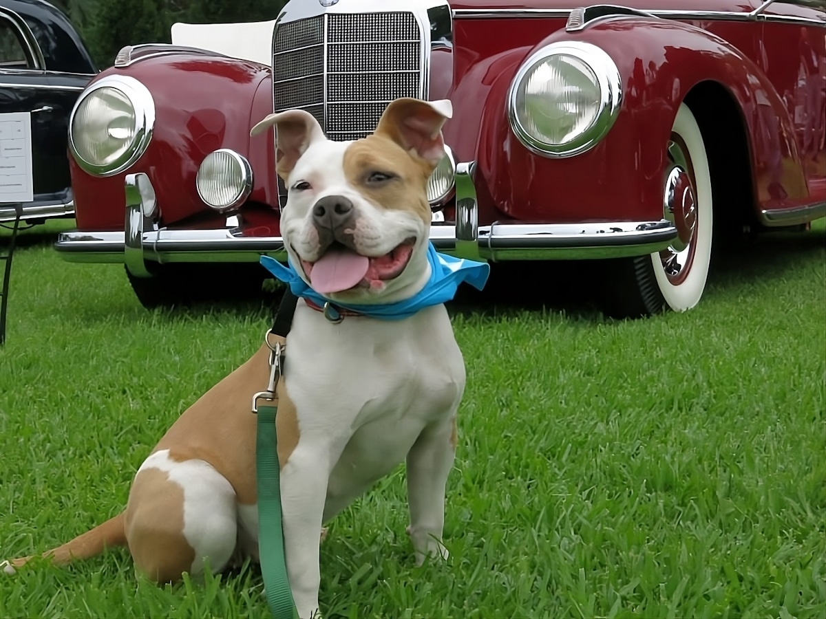 15 Most DogFriendly Popular Pooch Parks in Pasadena, CA