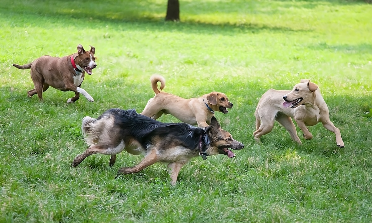 Top 15 Dog Friendly Parks in Omaha, Nebraska