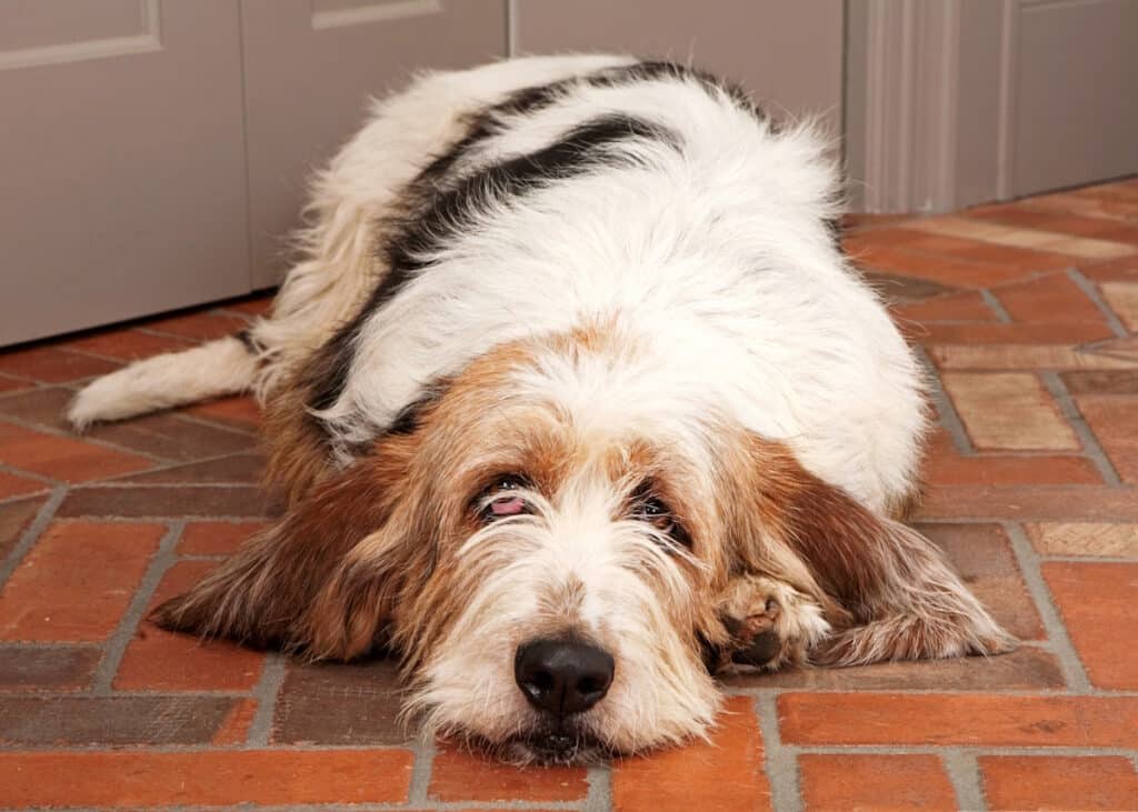dog is laying on the floor because is anal glands are leaking