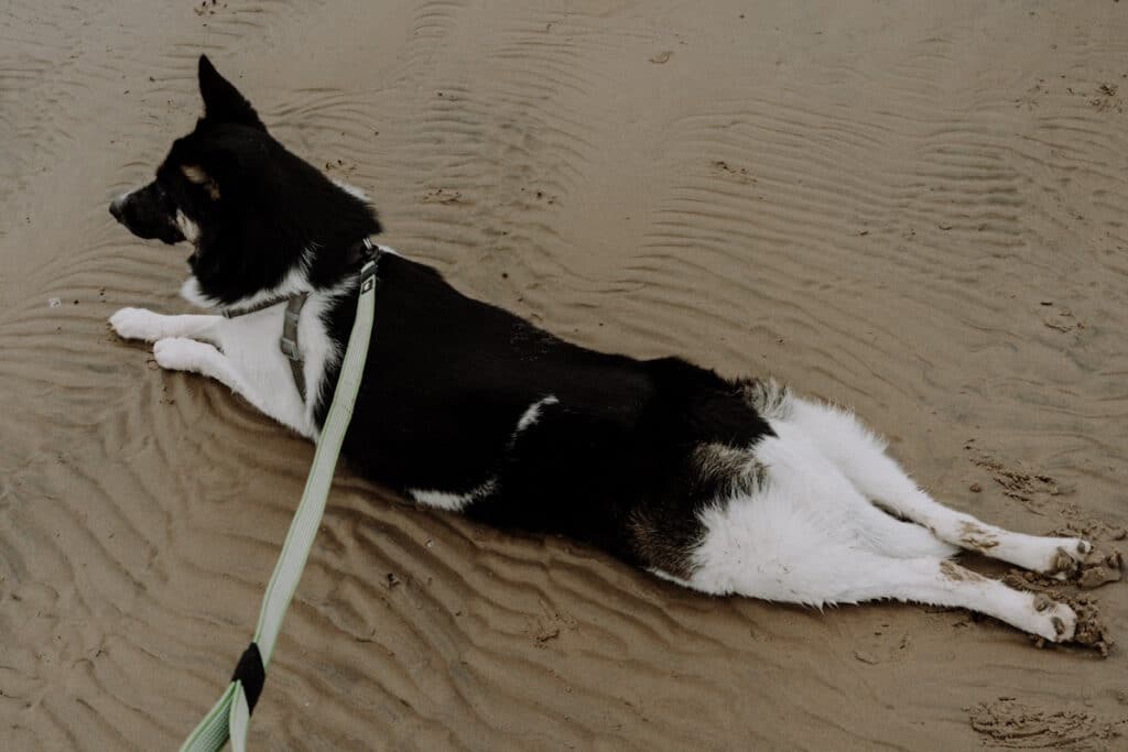 German shepherd with blocked anal glands laying on the beach