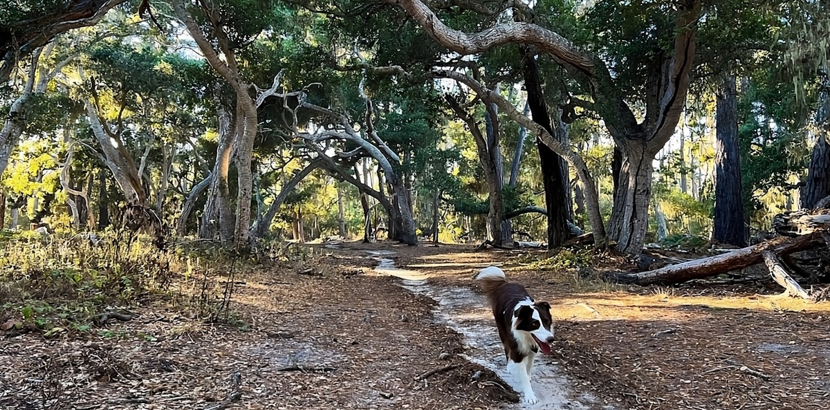 15 Pup Popular Dog Parks in Carmel, California