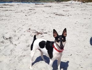 dog is feeling happy in a dog friendly beach in central ca