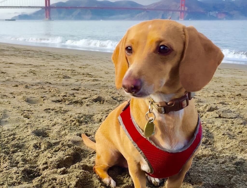 dog is feeling happy in a dog friendly beach in northern california