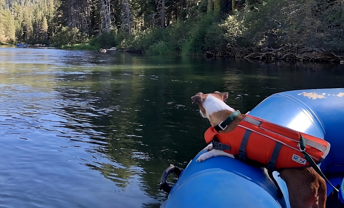 15 Fun DogFriendly Things to Do in South Lake Tahoe, California