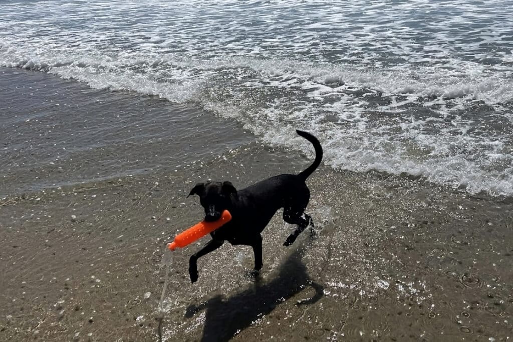 dog is feeling playful in a dog friendly beach in southern ca