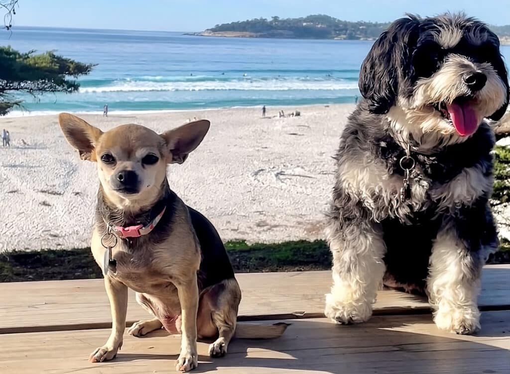 dogs are feeling playful in a dog friendly beach in carmel ca