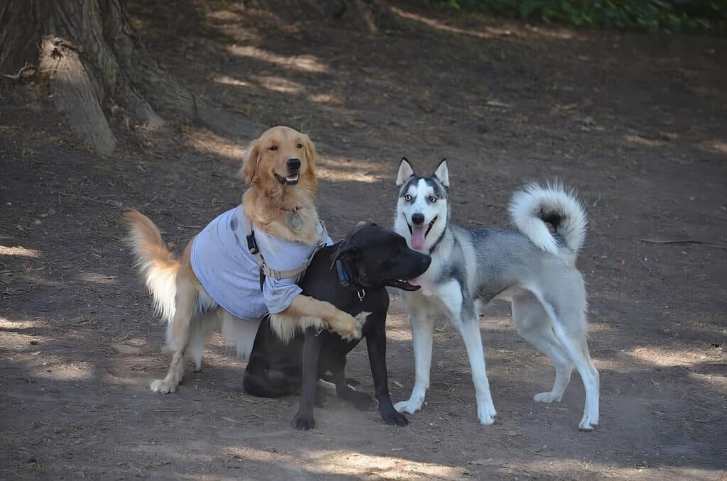 dogs are feeling playful in a dog friendly park in santa cruz ca