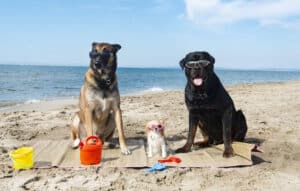 3 dogs are feeling joyful in a dog friendly vacation in the us