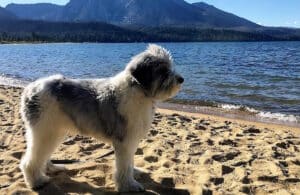 dog is feeling happy in a dog friendly beach in douth lake tahoe ca