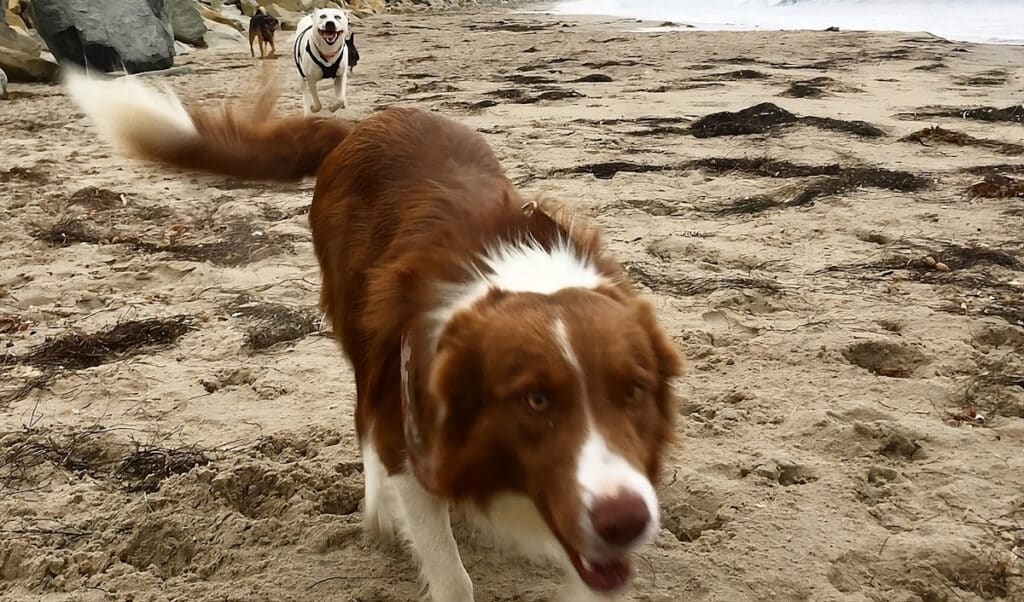 dogs are feeling playful in a dog friendly beach in santa cruz ca