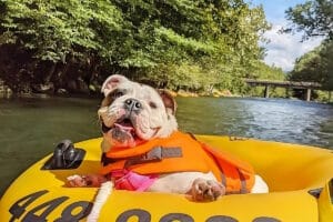 bulldog is having fun in a dog friendly vacation in Tennessee