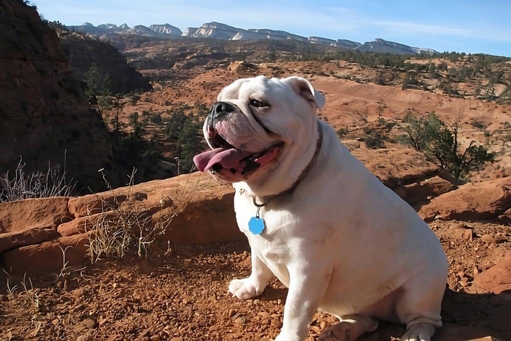 dog is feeling happy in a dog friendly vacation in Utah