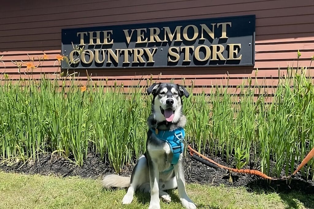 dog is feeling joyful at dog friendly vacation Vermont