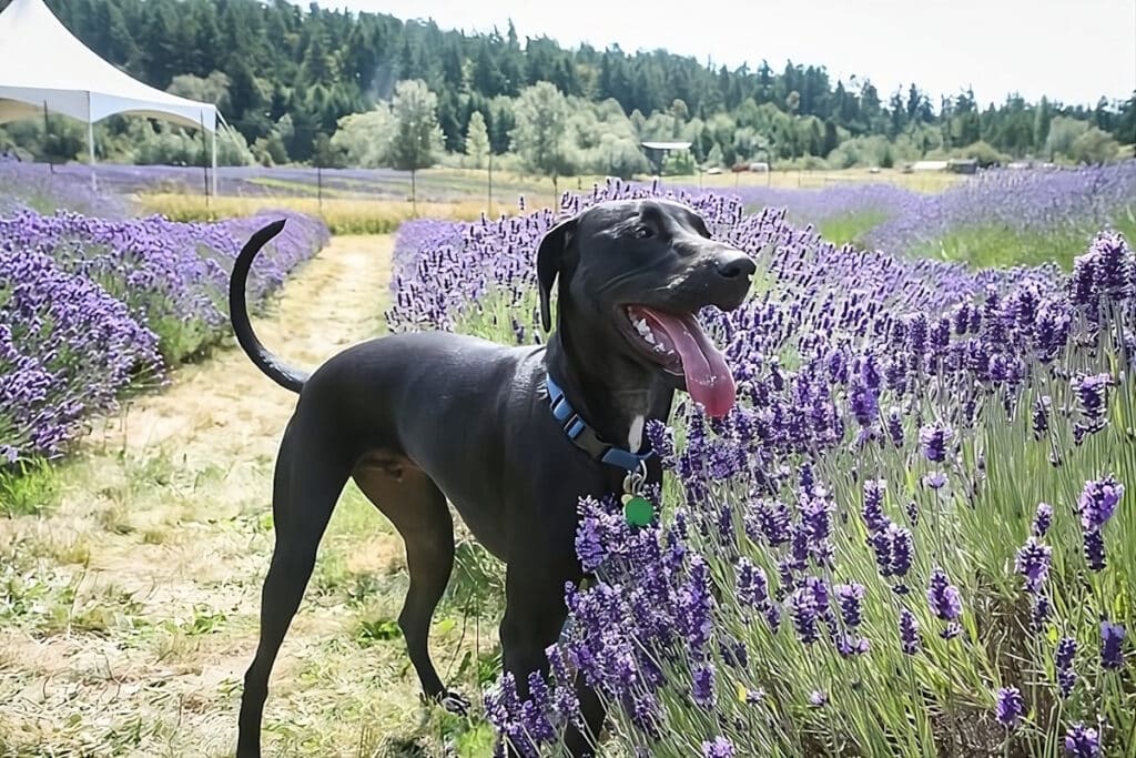 dog is feeling joyful in a dog friendly vacation in Washington