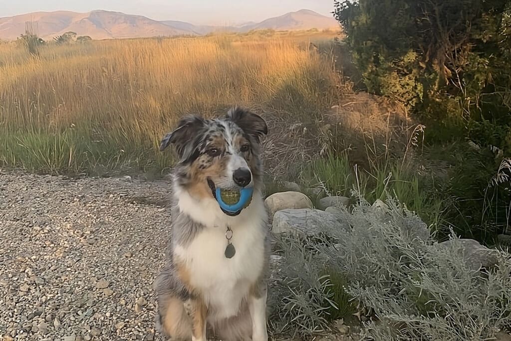 dog is feeling playful in a dog friendly vacation in Wyoming