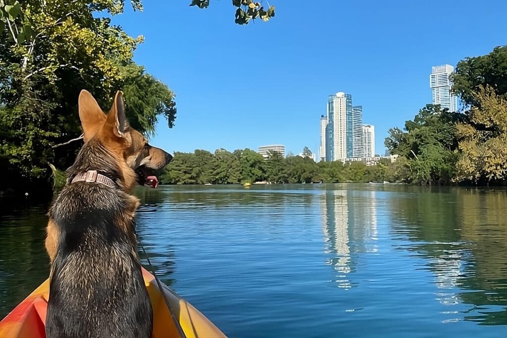 dog is having fun in a dog friendly vacation in Texas