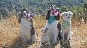 dogs are feeling joyful in a dog friend friendly vacation in California