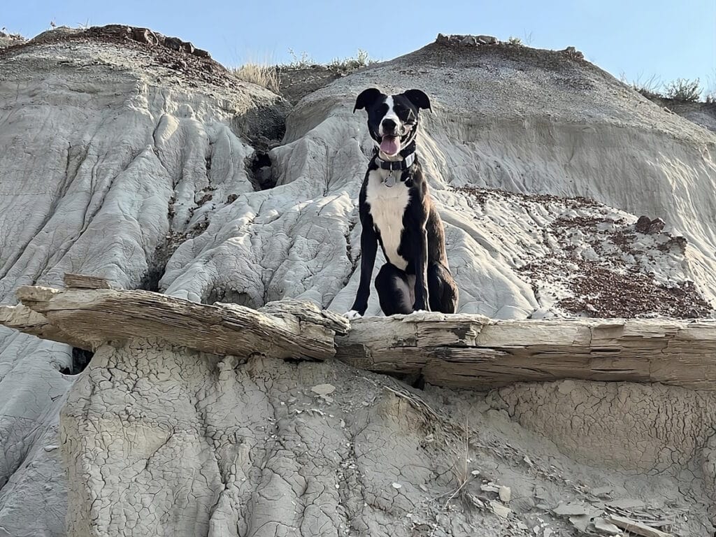 dog is feeling happy in a dog friendly vacation in north dakota