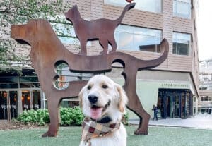 golden retriever is feeling joyful in a dog friendly vacation in south carolina
