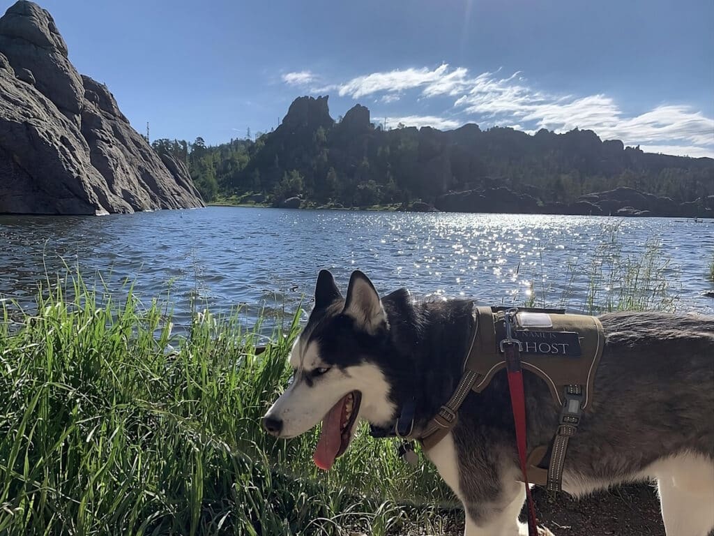 husky is chilling in a dog friendly vacation in south dakota