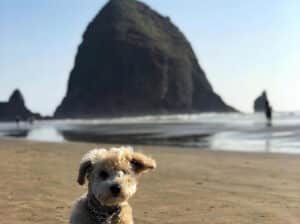 terrier is having fun in dog friendly vacation in Oregon