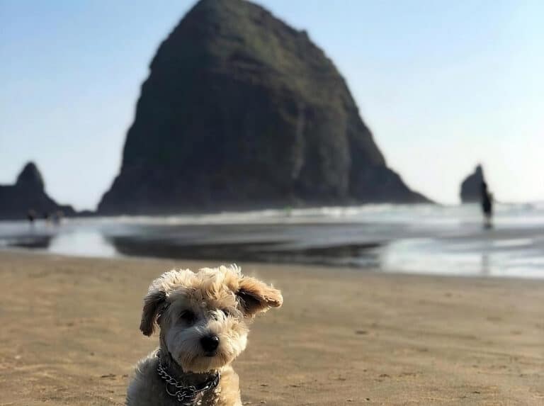 15 Best Dog-Friendly Vacation Destinations in Oregon