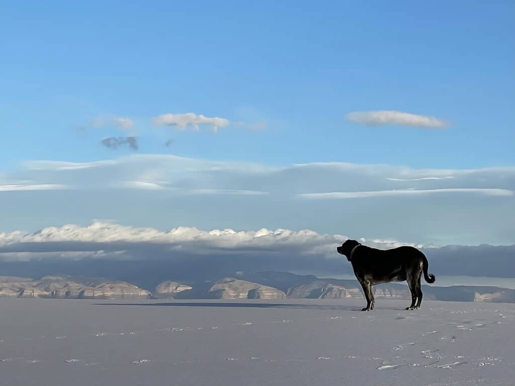 black labrador is chilling at the white sands national park in a dog friendly vacation in new mexico