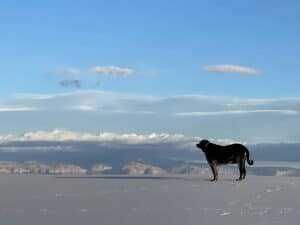 black labrador is chilling at the white sands national park in a dog friendly vacation in new mexico