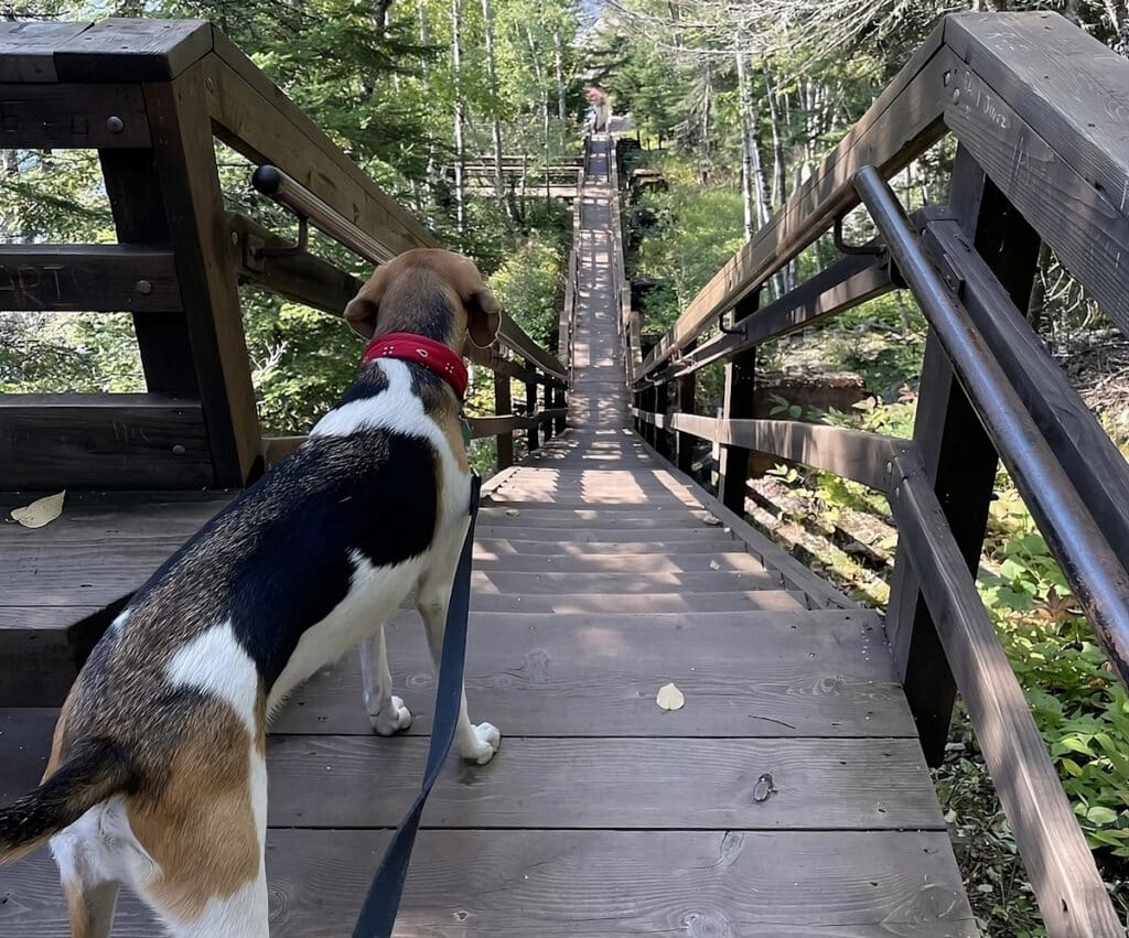 dog is feeling chill at the split rock lighthouse state park in two harbors in a dog friendly vacation in minnesota