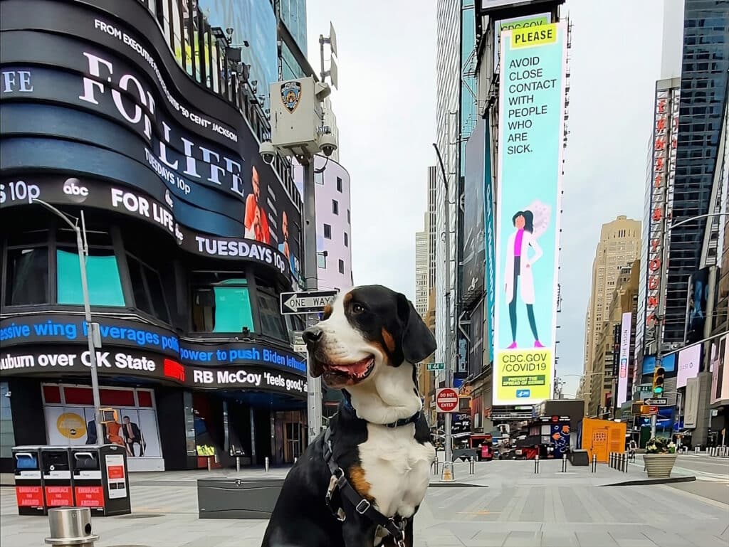 dog is feeling happy in a dog friendly vacation in new york