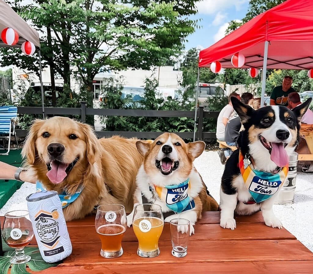 dogs are having fun at the diamond spring brewing company in benville in a dog friendly vacation in new jersey
