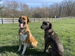 dogs are posing at the boone county dog park in a friendly dog vacation in kentucky