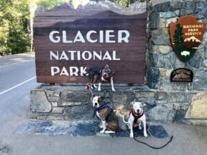 dogs are posing at the glacier national park in west glacier in a dog friendly vacation in montana