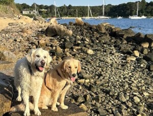 golden retrievers are feeling happy at the knob in falmouth in a dog friendly vacation in massachusetts