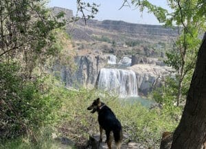 dog is chilling at the shoshone falls park in twin falls in a dog friendly vacation in Idaho