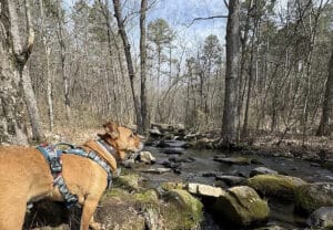 dog is feeling chill at the collins creek trailhead in heber springs in a dog friendly vacation in arkansas