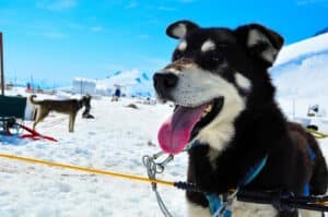 dog is having fun in Juneau in a dog friendly vacation in alaska