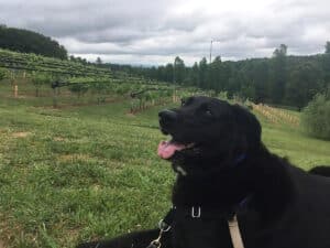 dog is posing at the engelheim vineyards in ellijay in dog friendly vacation in georgia