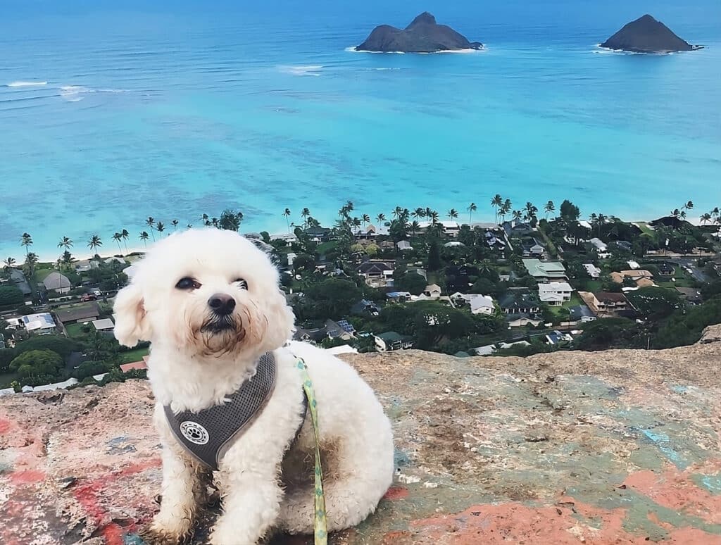 dog is posing at the lanikai pillboxes hike in kailua in a dog friendly vacation in hawaii